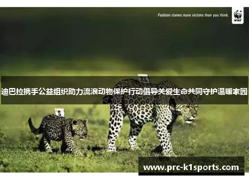 迪巴拉携手公益组织助力流浪动物保护行动倡导关爱生命共同守护温暖家园